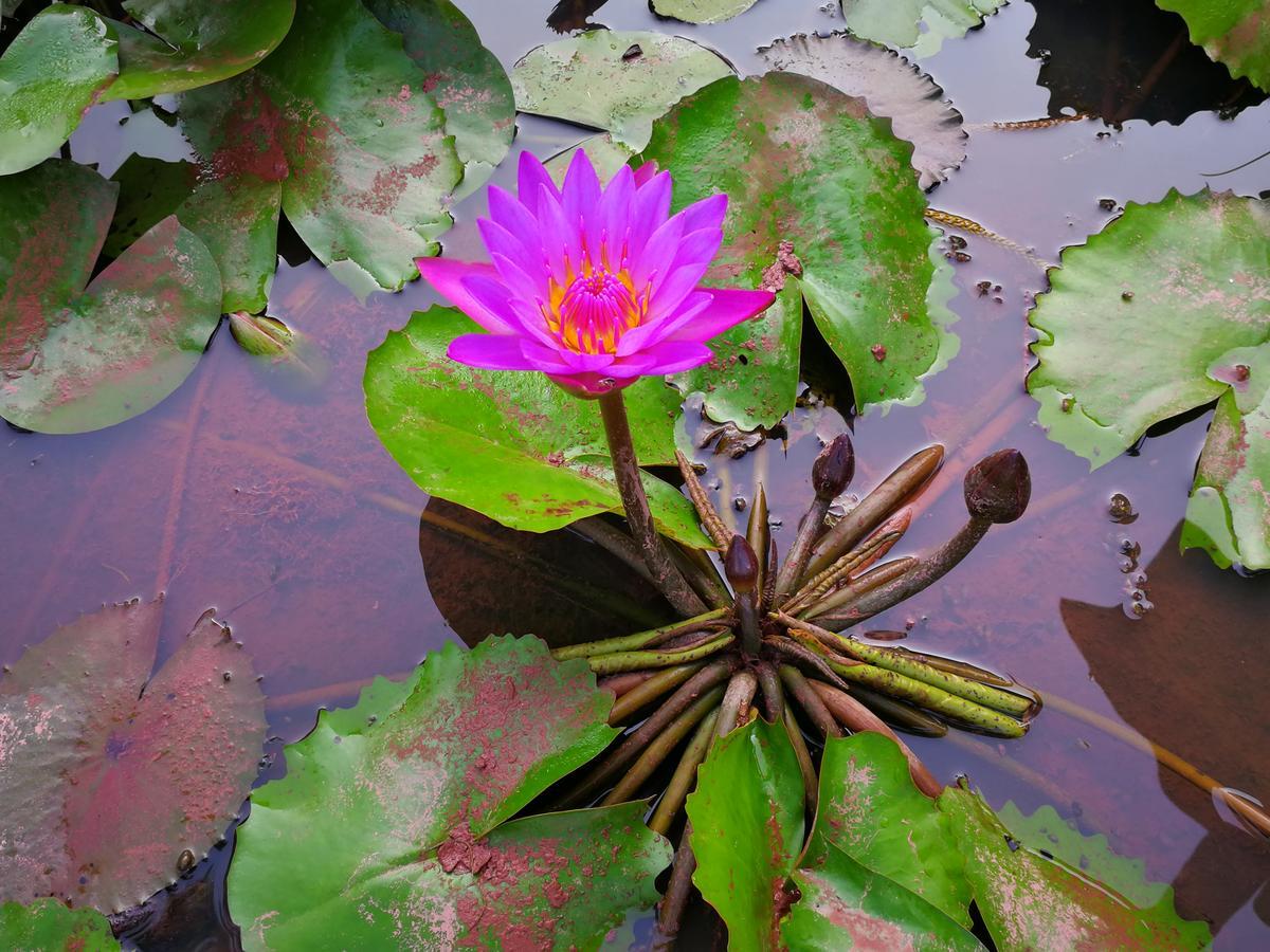 Nisarga Nirvana River House Mangalore Exteriör bild
